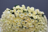 Bouquet of 303 white roses 60 cm (pre-order, 5 days) — photo 4