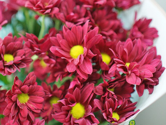 Bouquet of burgundy chrysanthemums "Velvet evening" photo