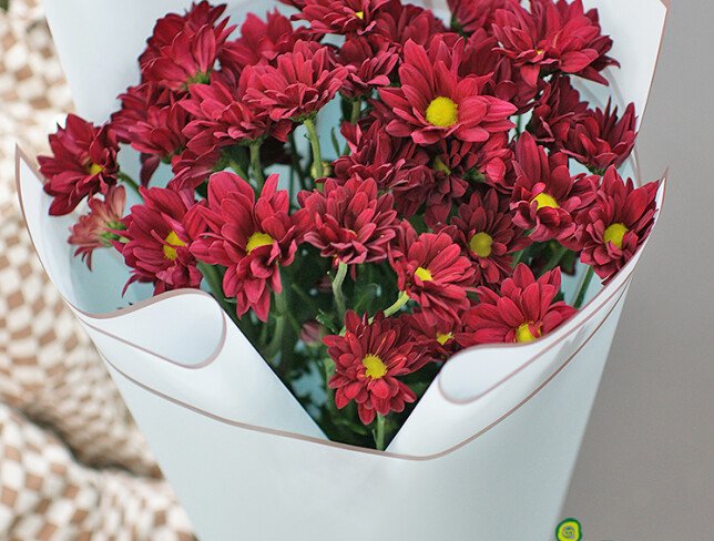 Bouquet of burgundy chrysanthemums "Velvet evening" photo