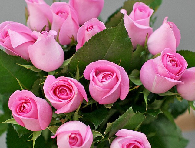 15 pink roses 40 cm photo