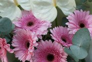 Buchet de gerbere roz si anthurium „Raza de feminitate” — foto 3