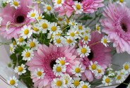 Buchet din gerbere roz și romanite — foto 4