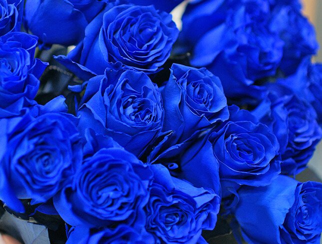 Blue Rose (pre-order, 20 days) photo