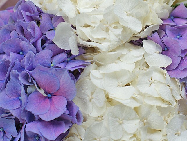 Bouquet of white and purple hydrangeas "A Moment of Tenderness" photo