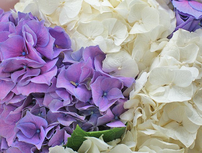 Bouquet of white and purple hydrangeas "A Moment of Tenderness" photo