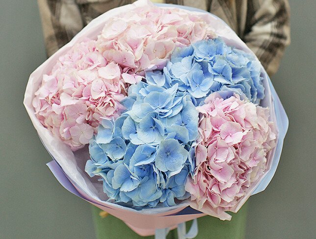 Bouquet of pink  and blue hydrangeas “Tenderness” photo