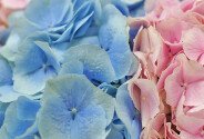 Bouquet of pink  and blue hydrangeas “Tenderness” — photo 3