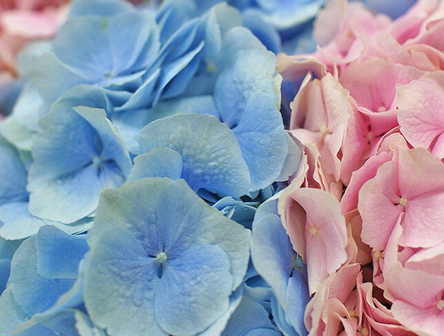 Bouquet of pink  and blue hydrangeas “Tenderness” photo