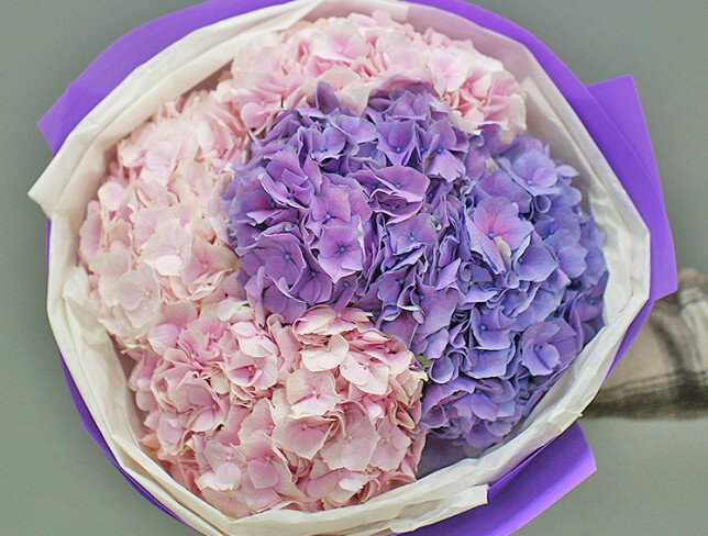 Bouquet of pink and purple hydrangeas photo