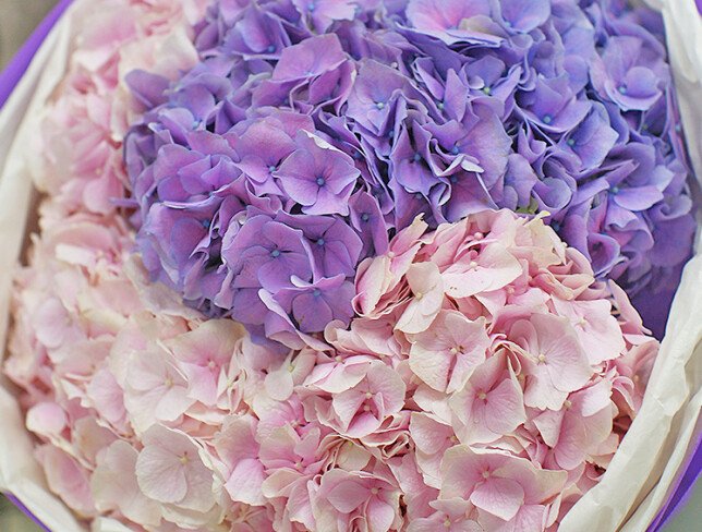 Bouquet of pink and purple hydrangeas photo
