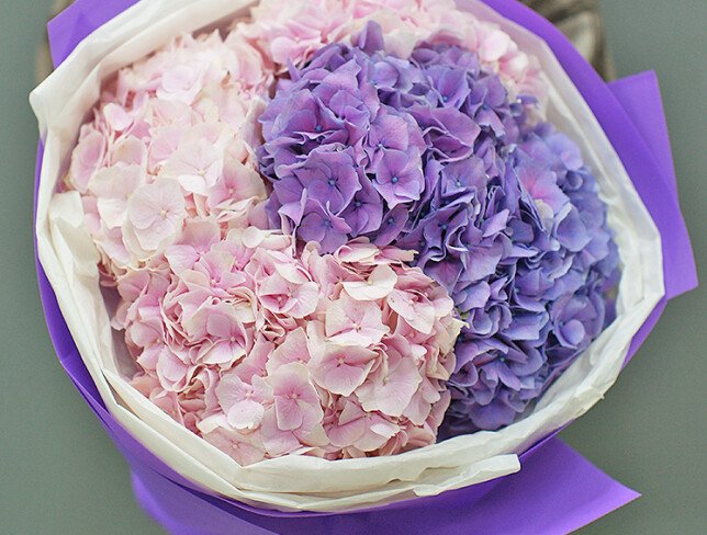 Bouquet of pink and purple hydrangeas photo