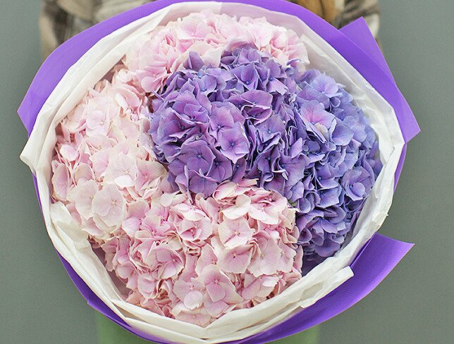 Bouquet of pink and purple hydrangeas photo