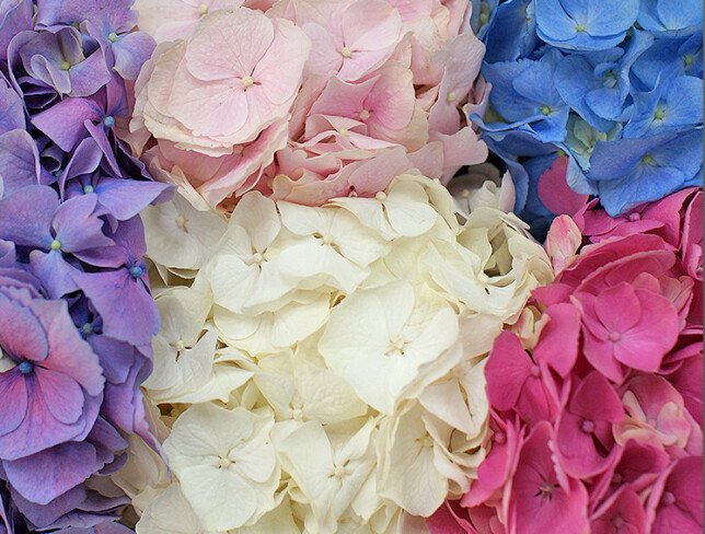 Buchet din hortensii multicolore „Îmbrățișarea curcubeului” foto