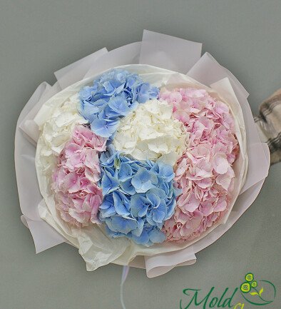 Bouquet of 7 hydrangeas "Velvet Rainbow" photo 394x433