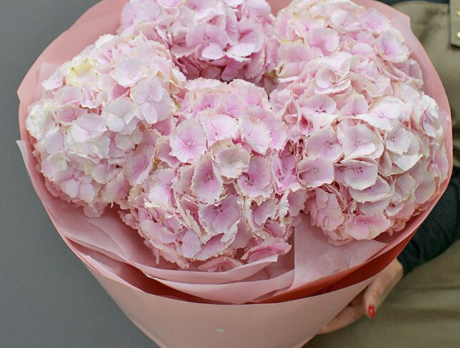 Buchet din 5 hortensii roz foto