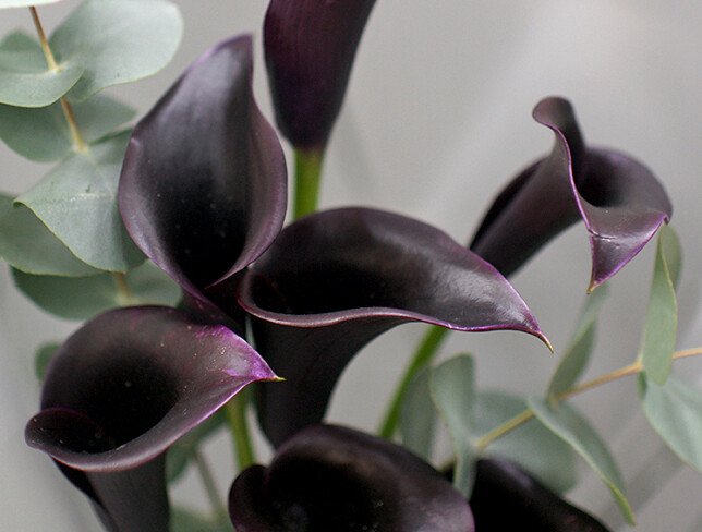 Bouquet with black calla lilies photo