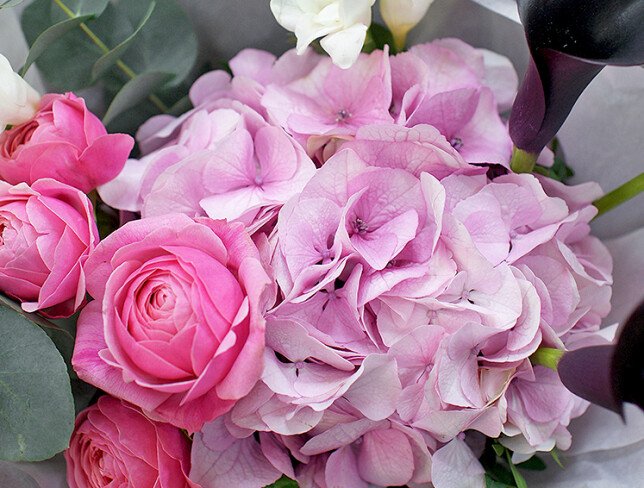 Bouquet of pink hydrangea and black calla lilies photo