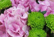 Bouquet of pink hydrangeas and green chrysanthemums — photo 2