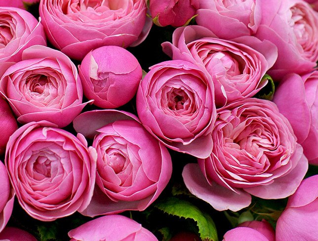 Silvia Pink PREMIUM Rose, 40 cm / 1 Branch photo