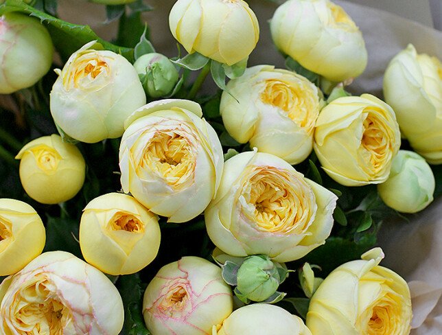 Buchet din trandafiri de tip bujor „Eleganta Solara” foto