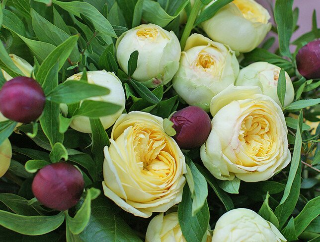 Buchet din bujori bordo si trandafiri galbeni spray de tip bujor foto