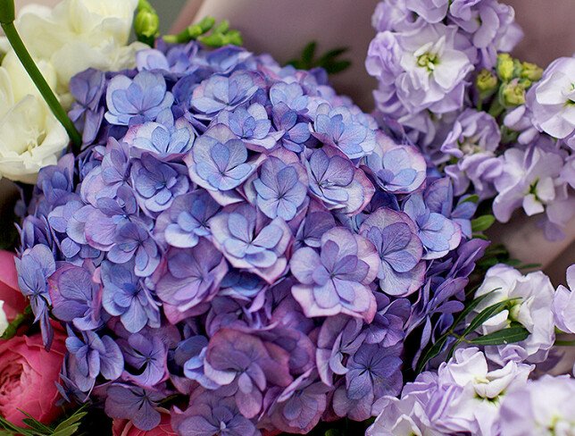 Buchet din hortensie mov si frezii albe „Luna” foto