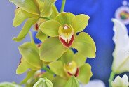 Buchet „Eleganta tropicala” — foto 2