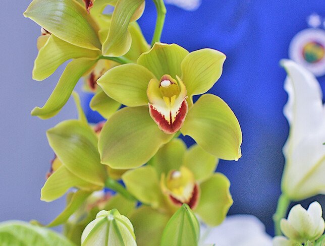 Buchet „Eleganta tropicala” foto