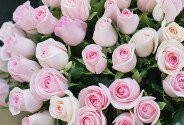 51 pale pink roses 50 cm — photo 2