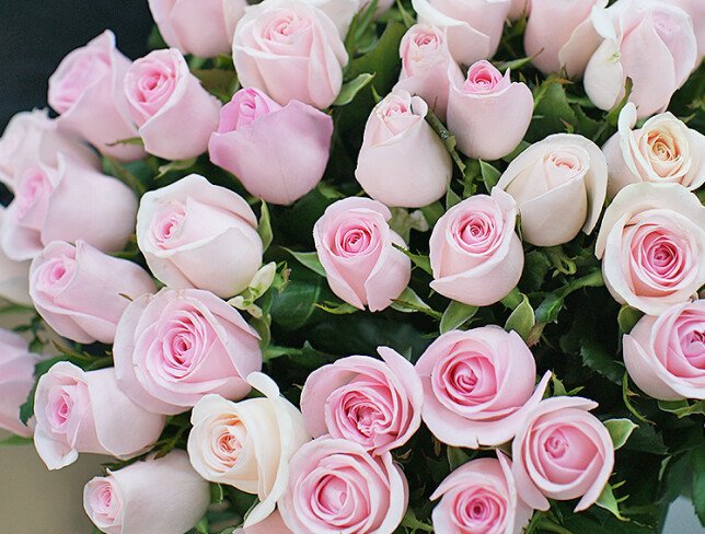 51 pale pink roses 50 cm photo