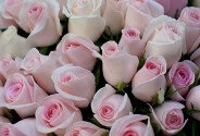 51 pale pink roses 40 cm — photo 4