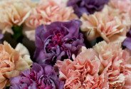 Bouquet of cream and purple dianthus — photo 3
