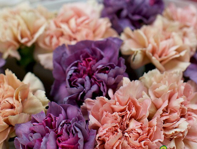 Bouquet of cream and purple dianthus photo
