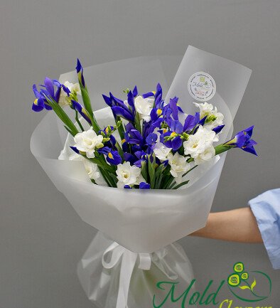 Bouquet of purple irises and white freesias photo 394x433
