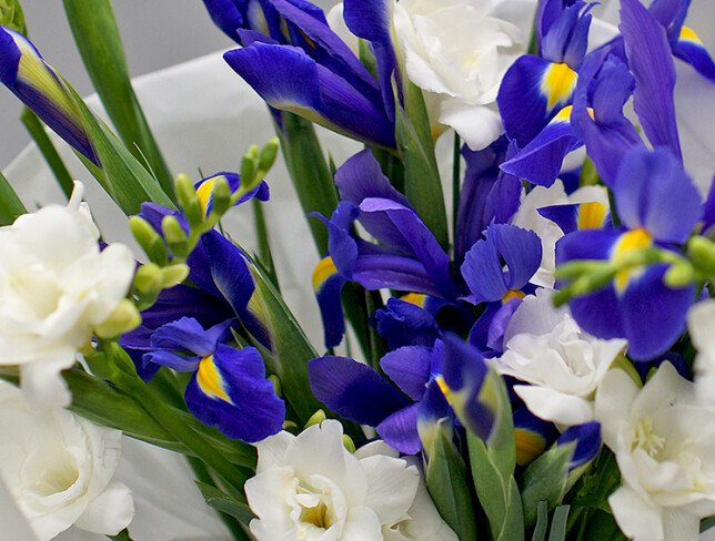 Bouquet of purple irises and white freesias photo