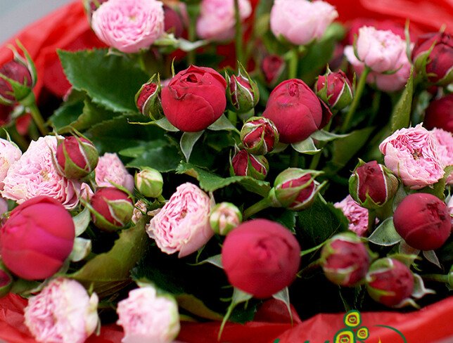 Bouquet of pink bush roses and "Red Piano" photo