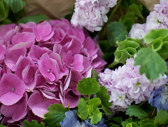 Buchet din hortensie roz si matthiola „Atingere imponderabila” foto