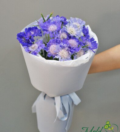 Buchet de scabioza violeta „Ecoul delicatetii” foto 394x433