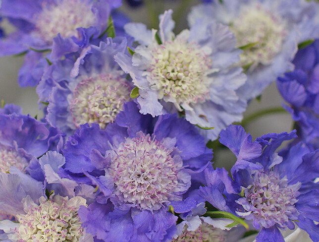 Buchet de scabioza violeta „Ecoul delicatetii” foto