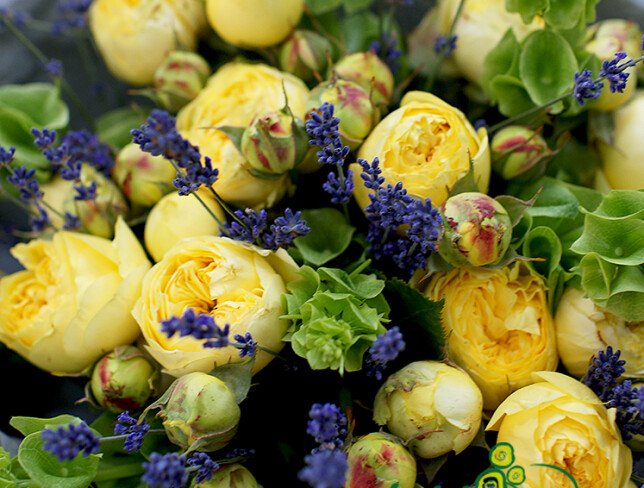 Buchet din trandafiri galbeni de tufa si lavanda „Eclipsa solara” — foto 3