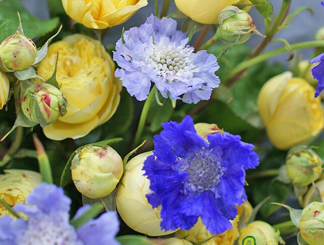 Bouquet of yellow peony-shaped roses and scabiosa “French Summer” photo