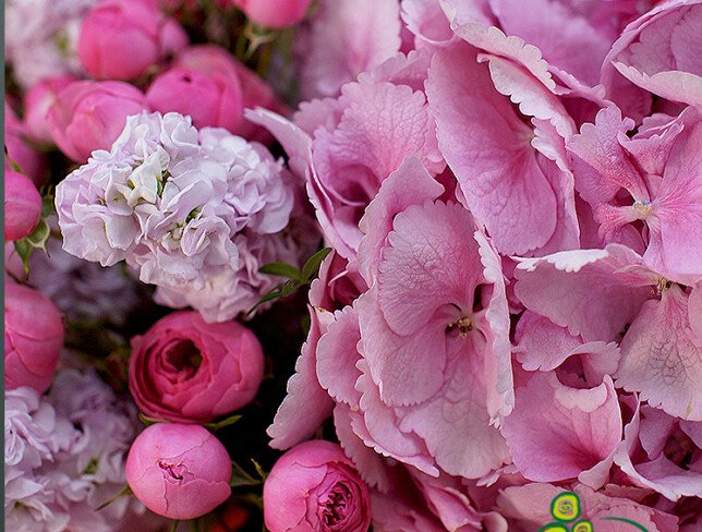 Buchet din hortensie roz, trandafiri de tufa roz si matiole foto