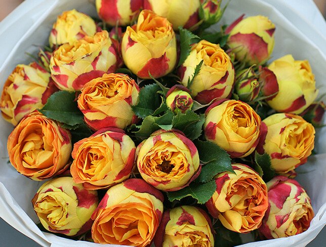 Bouquet of peony-shaped roses "Flame of Tenderness" photo