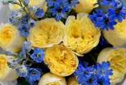 Buchet din trandafiri galbeni de tip bujor si delphinium — foto 5