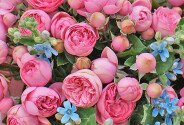 Buchet din trandafiri roz de tip bujor „Zimbet de vara” — foto 4
