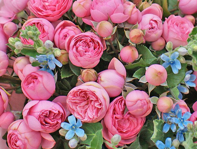 Buchet din trandafiri roz de tip bujor „Zimbet de vara” foto