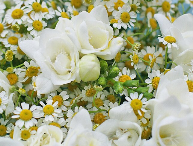 Bouquet of white freesias and wild daisies photo