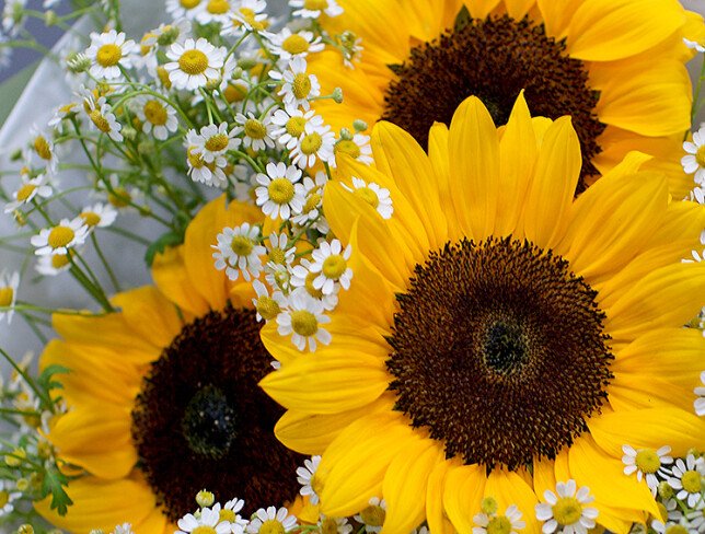 Bouquet of sunflowers and daisies photo