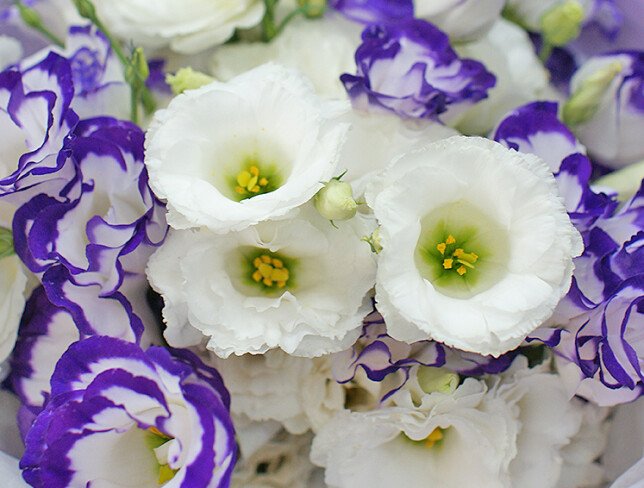 Buchet de eustoma „Vise tandre” foto