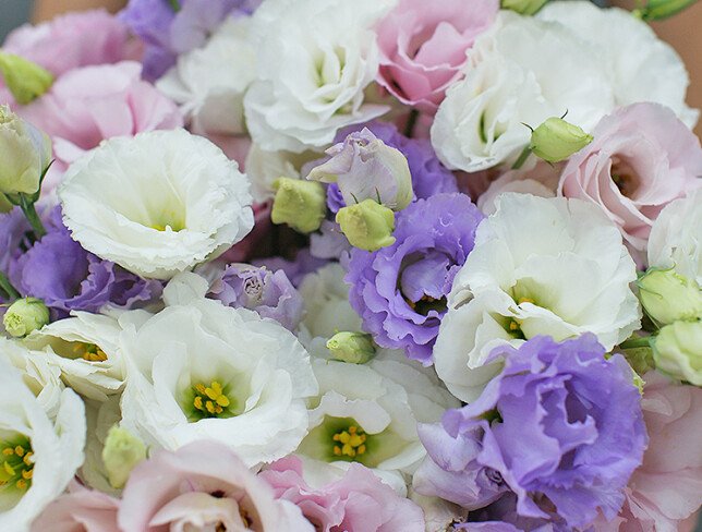 Buchet delicat din eustoma multicolora foto